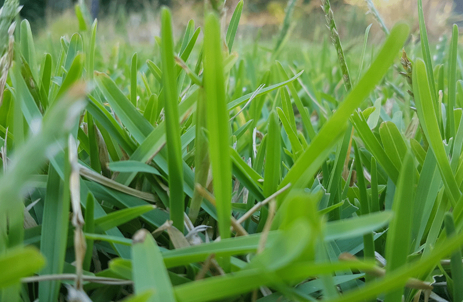 extreme close up of sir walter dna certified turf blades of grass