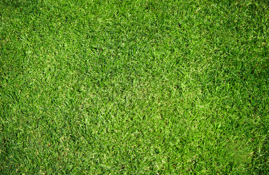 close up of palmetto buffalo turf bright green with sun coming on